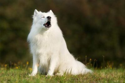 samoyed-howling-header