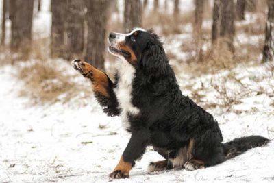 Bernese-mountain-dog-lifting-paw-header