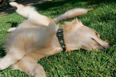 golden-retriever-rolling-header