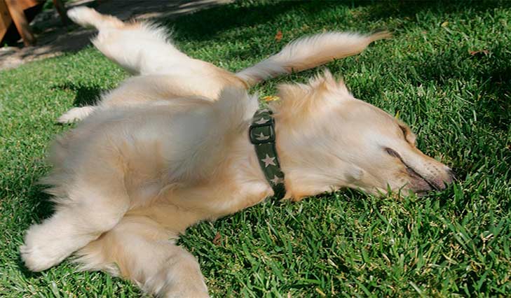 golden-retriever-rolling-header