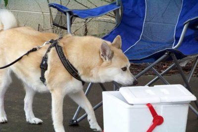 how-to-teach-scent-work-hero
