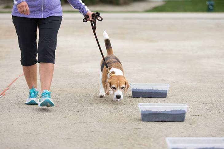 beagle-scent-work-hero
