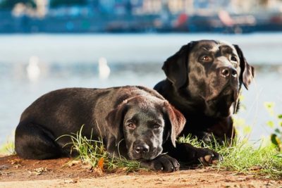 older dog and puppy