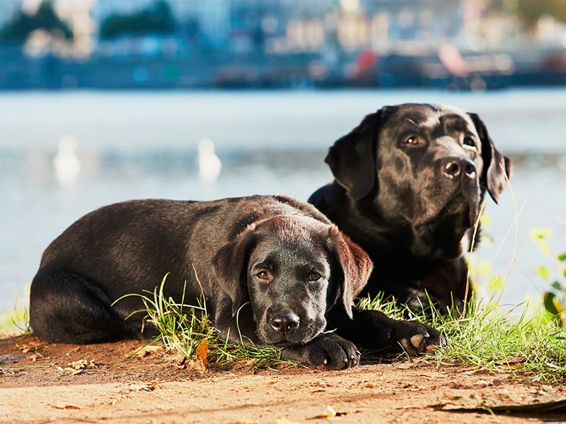 older dog and puppy
