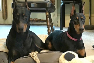 chester the doberman