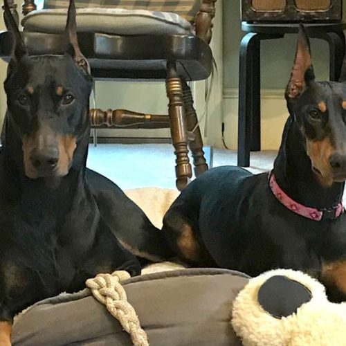 Cane Corso Puppies Cane Corso Breeder Italian Cane Corso