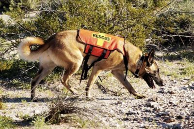 hero dog
