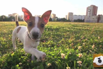 fidotv header optimized