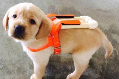 puppy harness cover optimized