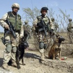 Dogs for war 1
