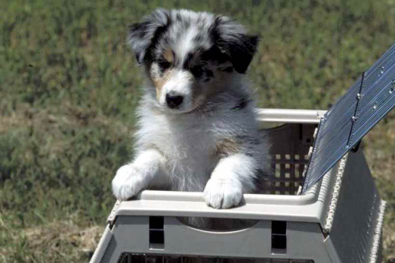 PETS Act Australian Shepherd Puppy