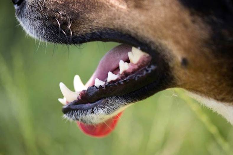 Tips to Prevent Dog Bites