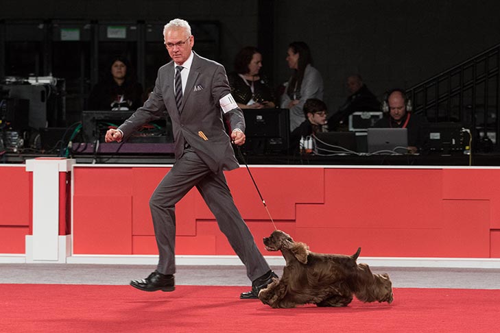 GCHP CH Silverhall Strike Force (Striker), Cocker Spaniel ASCOB; 2017 AKC National Championship presented by Royal Canin, Orlando, FL.