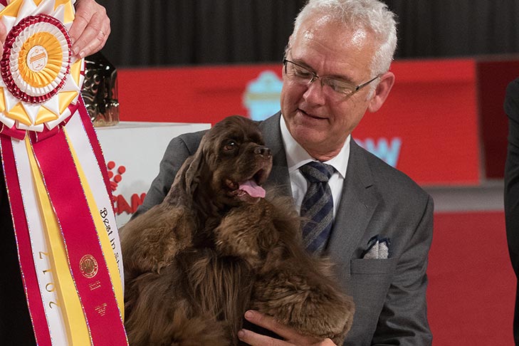 Best in Show GCHP CH Silverhall Strike Force (Striker), Cocker Spaniel ASCOB; 2017 AKC National Championship presented by Royal Canin, Orlando, FL.