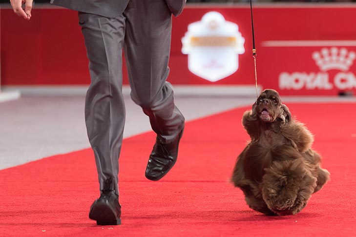 GCHP CH Silverhall Strike Force (Striker), Cocker Spaniel ASCOB; 2017 AKC National Championship presented by Royal Canin, Orlando, FL.