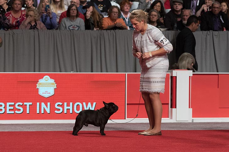 GCHG CH Le Petit Prince De La Bete (Princeton), French Bulldog; 2017 AKC National Championship presented by Royal Canin, Orlando, FL.