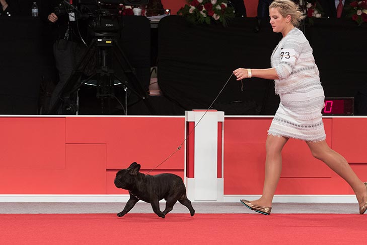 GCHG CH Le Petit Prince De La Bete (Princeton), French Bulldog; 2017 AKC National Championship presented by Royal Canin, Orlando, FL.