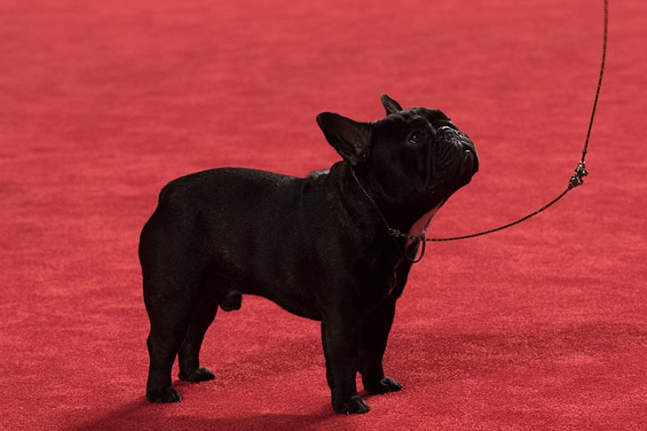 GCHG CH Le Petit Prince De La Bete (Princeton), French Bulldog; 2017 AKC National Championship presented by Royal Canin, Orlando, FL.