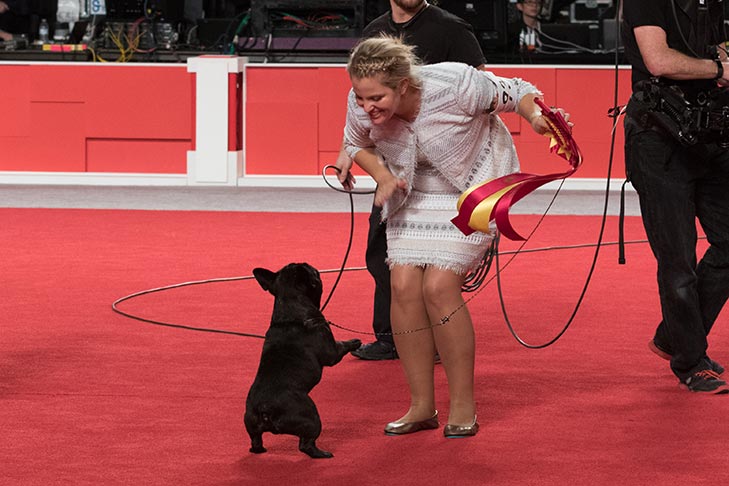 Reserve Best in Show: GCHG CH Le Petit Prince De La Bete (Princeton), French Bulldog; 2017 AKC National Championship presented by Royal Canin, Orlando, FL.