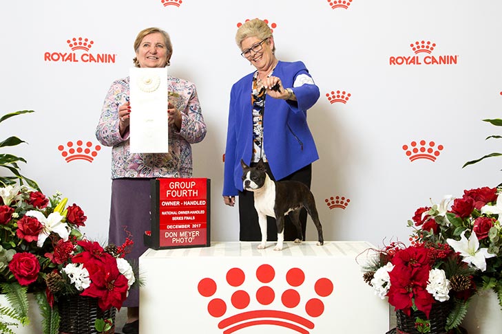 Owner-Handled Non-Sporting Group Fourth and Owner-Handled Best of Breed: GCHB CH Martini's Stars & Stripes, Boston Terrier; National Owner-Handled Series at the 2017 AKC National Championship presented by Royal Canin, Orlando, FL.