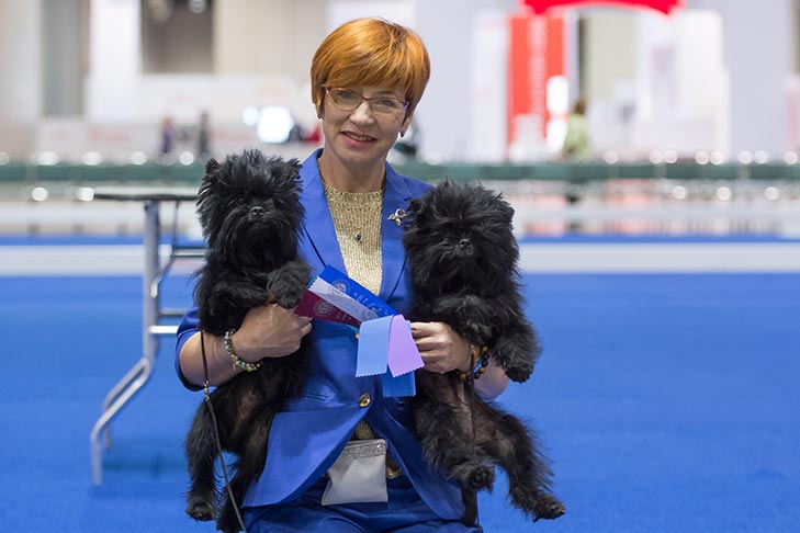 The rare toy breed Affenpinscher at the 2017 AKC National Championship presented by Royal Canin, Orlando FL.