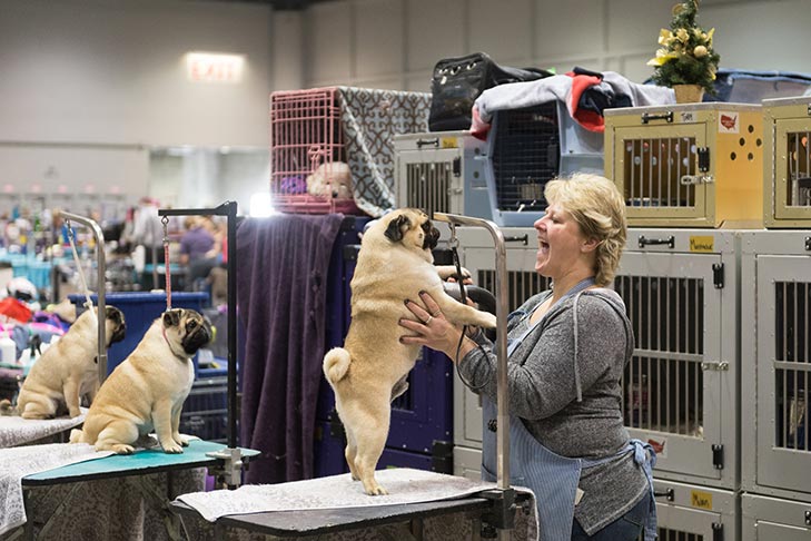 Grooming the Pugs for competition at the 2017 AKC National Championship presented by Royal Canin, Orlando, FL.