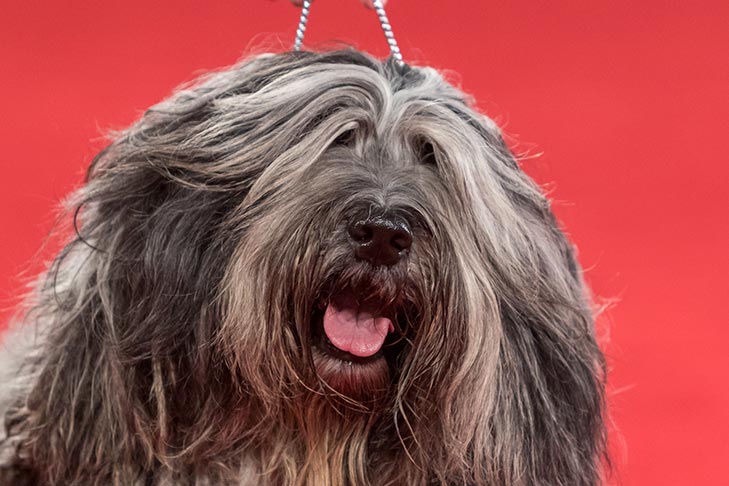 Best of Breed: GCH CH Alp Angels Faggia Dell'Albera, Bergamasco Sheepdog; 2017 AKC National Championship presented by Royal Canin, Orlando, FL.