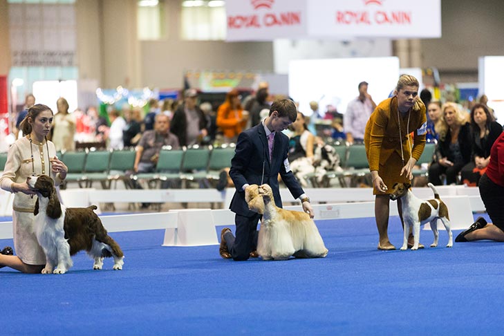 Junior Showmanship Finals at the 2017 AKC National Championship presented by Royal Canin, Orlando, FL.