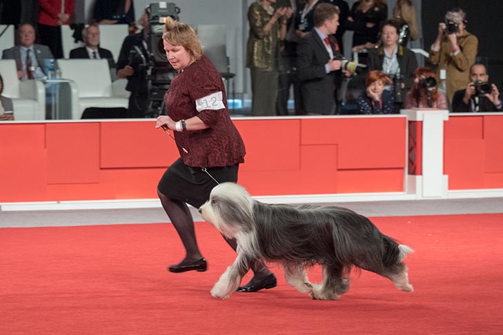 Owner-Handled Best In Show, Owner-Handled Herding Group First, and Owner-Handled Best of Breed: GCHS CH Wigglesworth Aberlour's Pyt CGC, Bearded Collie; National Owner-Handled Series Finals at the 2017 AKC National Championship presented by Royal Canin, Orlando, FL.