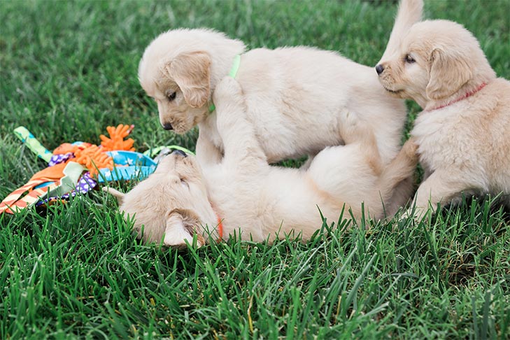 Golden Retriever puppies