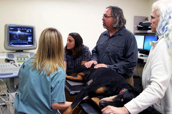 Doberman Pinscher at Vet