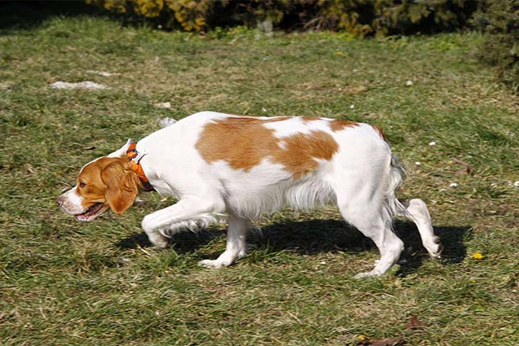 brittany-smelling-grass-header