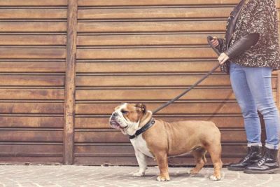 bulldog-on-leash-with-woman-dogwalker-header