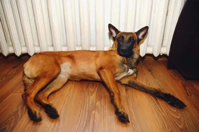 belgian-malinois-laying-on-floor-by-radiator-header