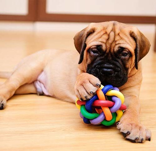 free puppy kits for breeders