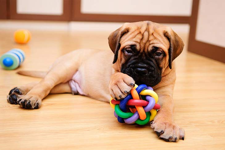 bullmastiff-puppy-with-toy-wood-floor-header