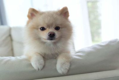 pomeranian-on-couch-hero