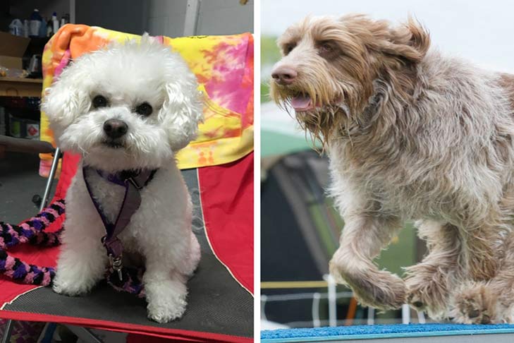 National_agility_champ__hero