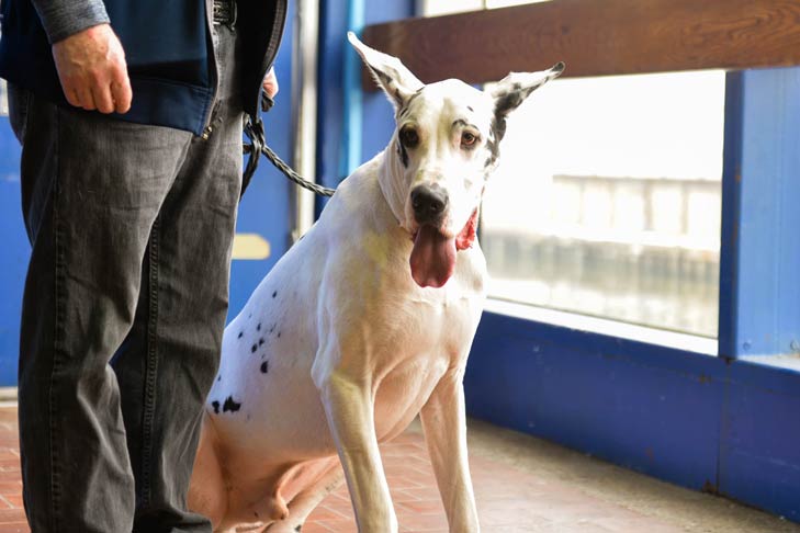 Great Dane Meet the Breeds