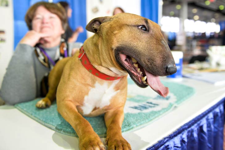 Bull Terrier Meet the Breeds