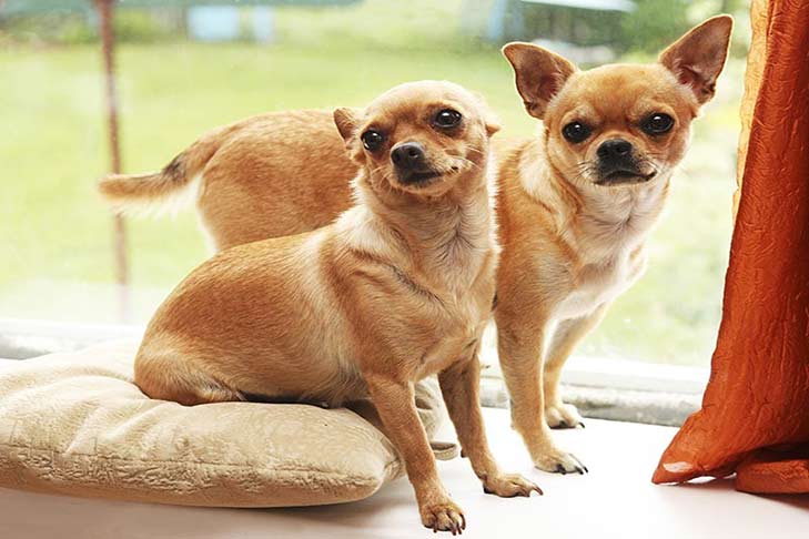 two-chihuahuas-by-window-header