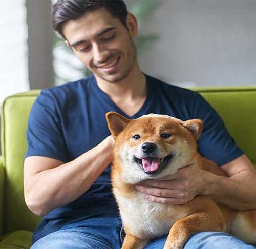 most alert dog breeds