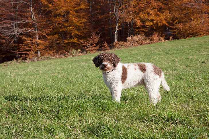 lagotto-romagnolo-standing-in-field-header