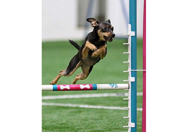 Maeby-Theis-small-mix-breed-agility-MACH-PS