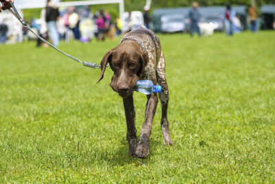 German Shorthaired Pointer carrying a bottle of water while on leash at an event.