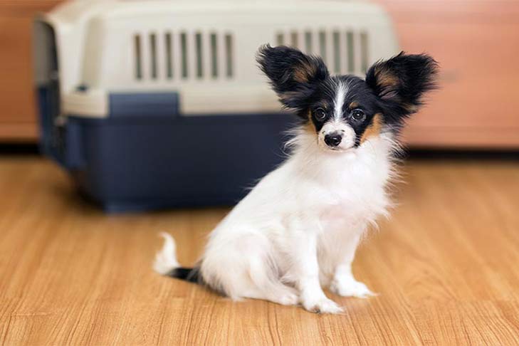 papillon-nervous-near-carrier-crate-header