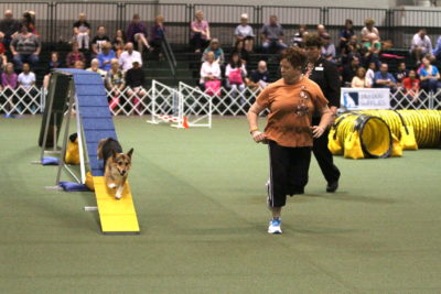 Agility Competition