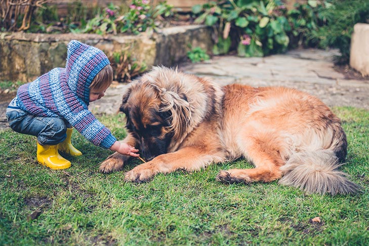 dogs and kids
