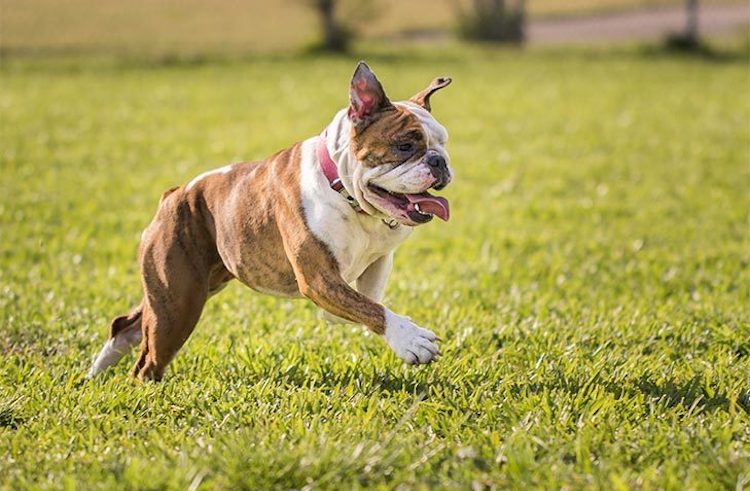 bulldogs
