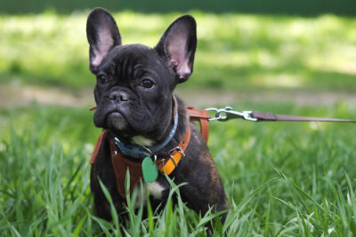 Most Popular Dog Breeds by City